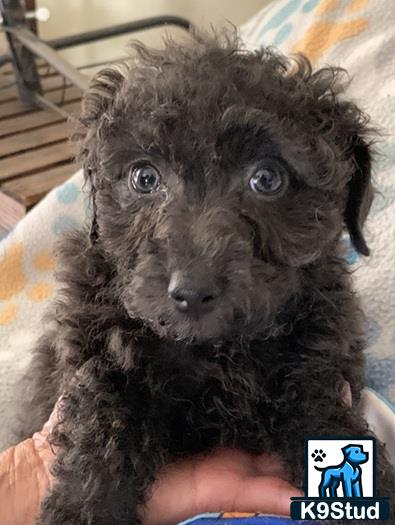 a person holding a maltipoo dog