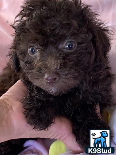 a person holding a maltipoo dog