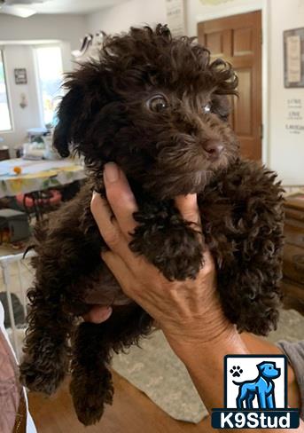 a person holding a maltipoo dog