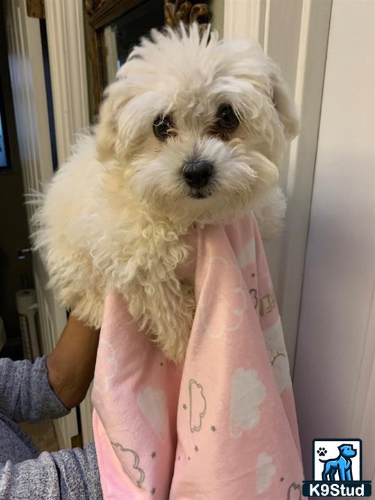 a maltipoo dog in a pink shirt