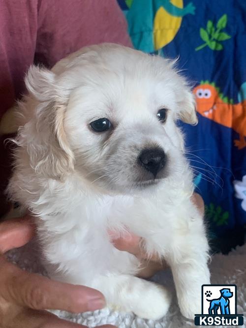 a small white maltipoo puppy
