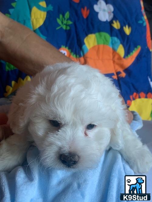 a maltipoo dog lying on a bed
