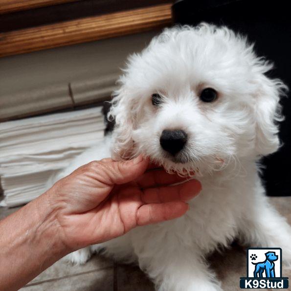 a person holding a maltipoo dog