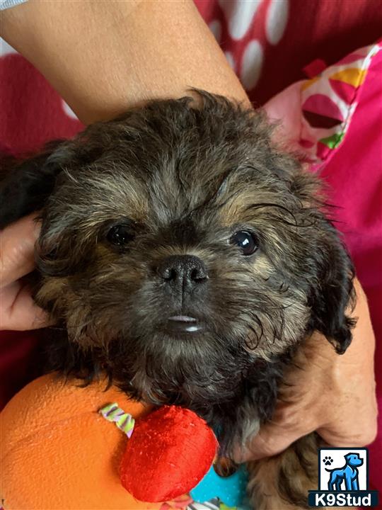 a small black shih tzu dog