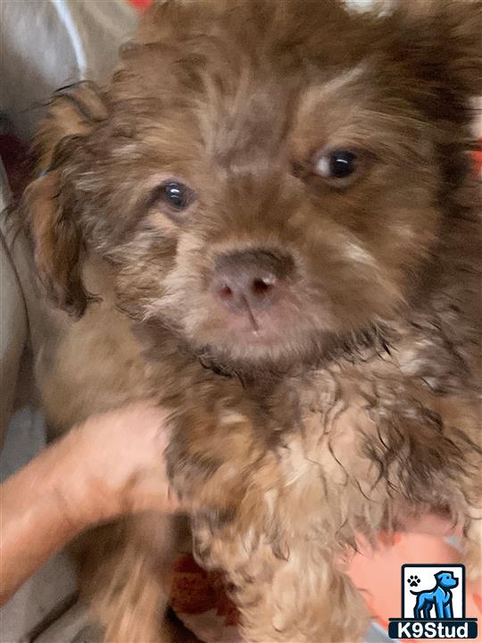 a shih tzu dog with a human hand