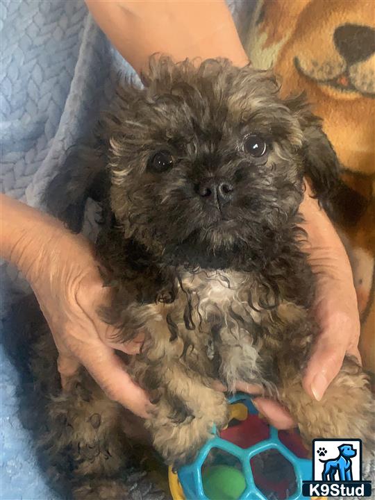 a person holding a small shih tzu dog