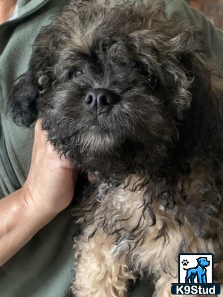 a person holding a shih tzu dog