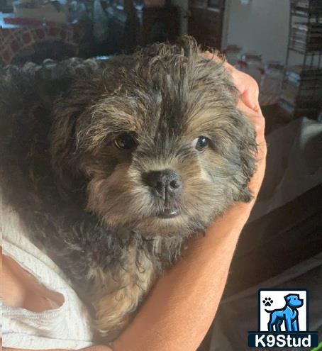 a person holding a shih tzu dog