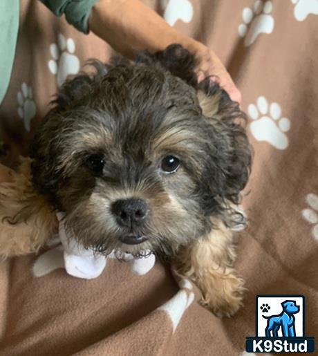 a shih tzu dog with a persons hand on its head