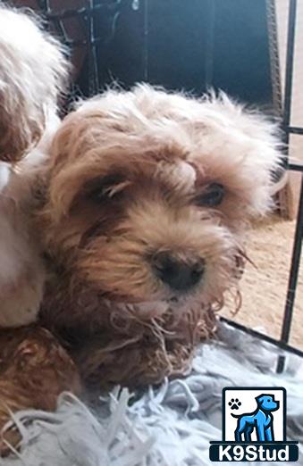 a shih tzu dog lying on a blanket