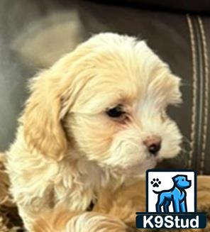 a shih tzu dog with a picture of a person on it