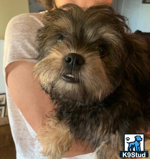 a person holding a shih tzu dog