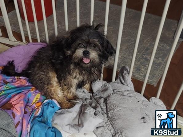 a shih tzu dog lying on a blanket