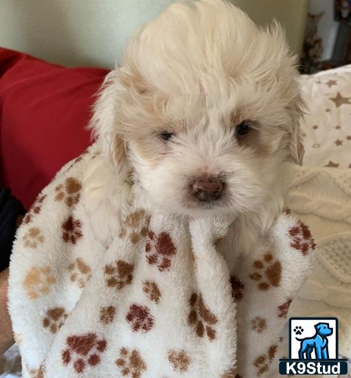 a shih tzu dog lying on a couch