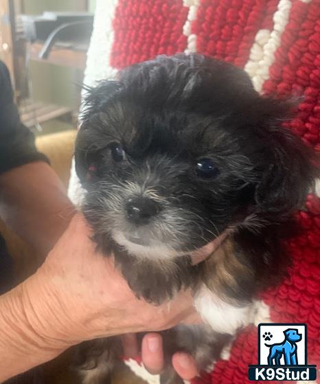 a person holding a shih tzu dog