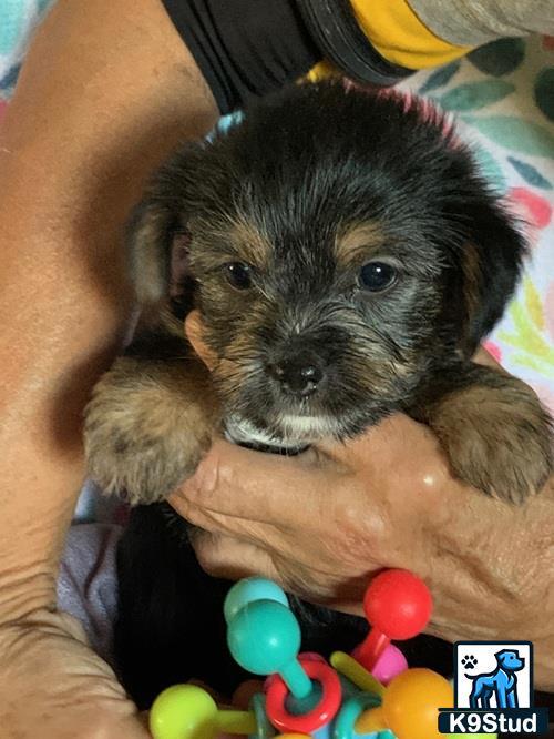 a person holding a shih tzu puppy
