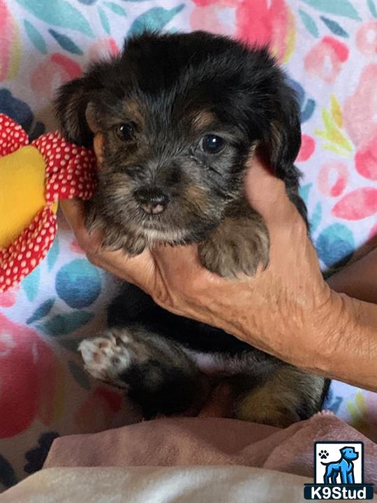 a person holding a shih tzu puppy