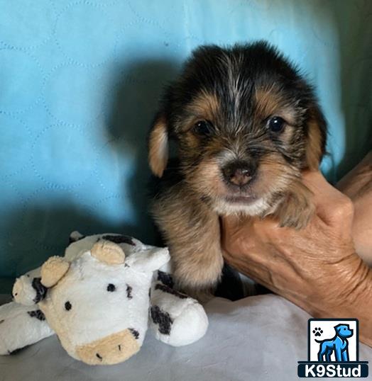 a shih tzu dog holding a stuffed animal