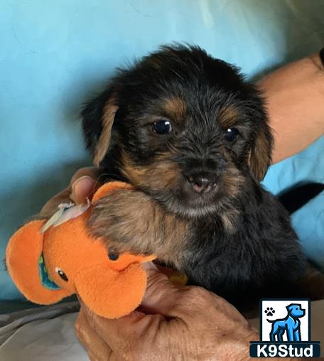 a shih tzu dog holding a toy