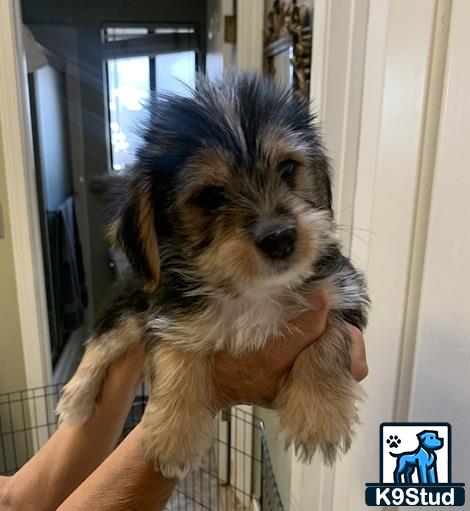 a person holding a shih tzu dog