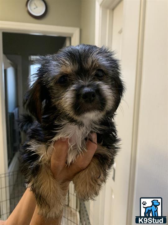a person holding a shih tzu dog