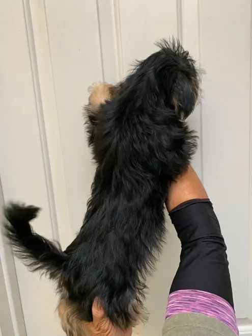 Shih Tzu puppy for sale: Black and tan Shih Tzu standing on a person's arm