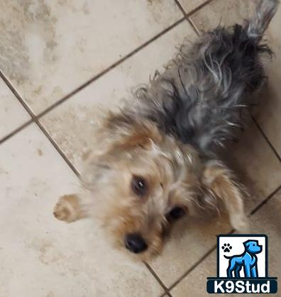 a yorkshire terrier dog lying on the floor