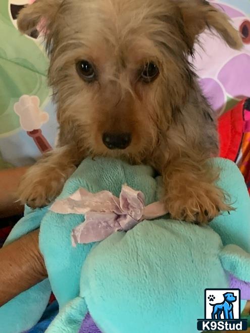 a yorkshire terrier dog holding a stuffed animal
