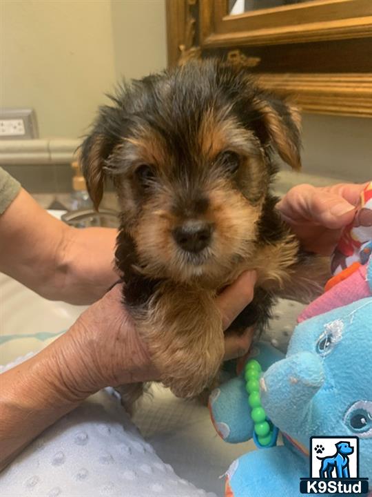 Yorkshire Terrier puppy