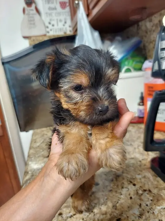 Yorkshire Terrier puppy for sale: Yorkshire Terrier puppy with a black and tan coat being held