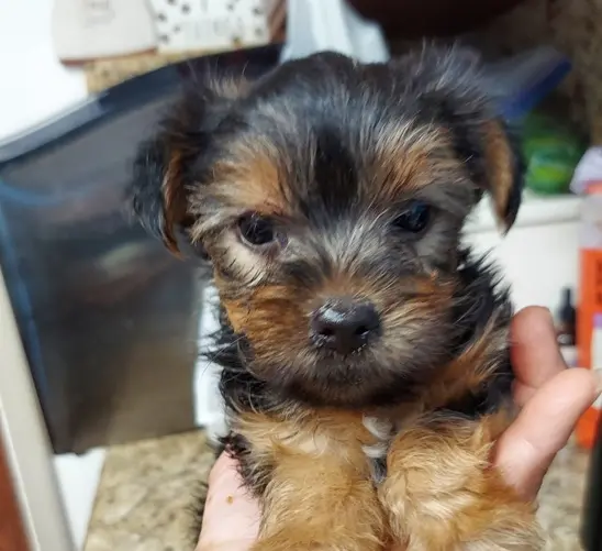 Yorkshire Terrier puppy for sale: Small Yorkshire Terrier puppy with a black and tan coat in hand