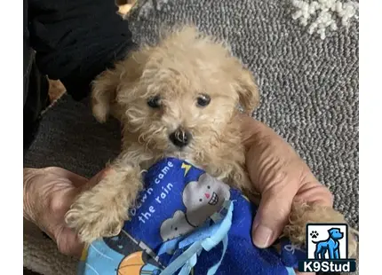 a person holding a stuffed animal