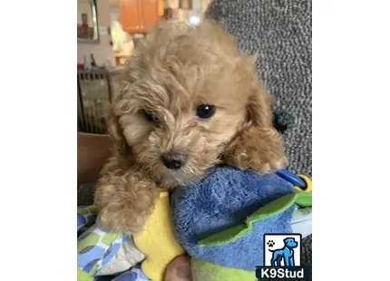 a small cockapoos dog in a persons hand