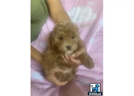 a person holding a cockapoos dog