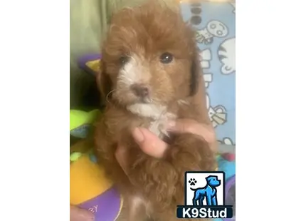a person holding a cockapoos dog