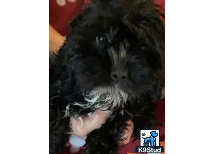 a person holding a cockapoos dog