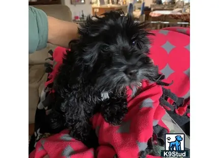 a black cockapoos dog on a red blanket