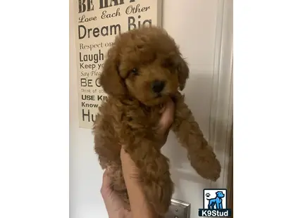 a person holding a cockapoos dog