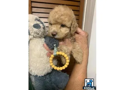 a person holding a cockapoos dog