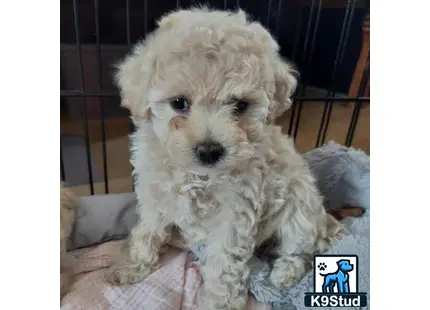 a cockapoos dog sitting on a couch