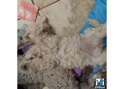 a cockapoos dog lying on its back
