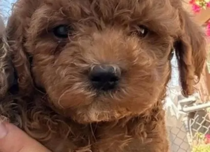 a cockapoos dog with a human hand