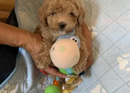 a cockapoos dog holding a stuffed animal