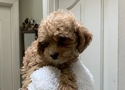 Cockapoos puppy for sale: Fluffy tan Cockapoo puppy resting on a hand