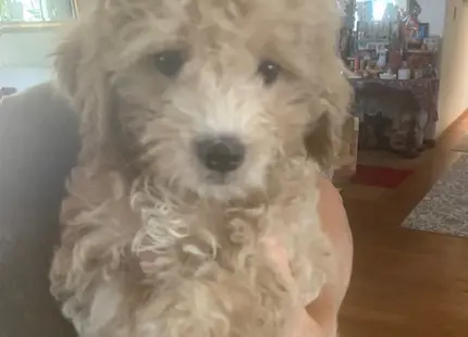 Cockapoos puppy for sale: Fluffy light brown Cockapoo puppy being held indoors