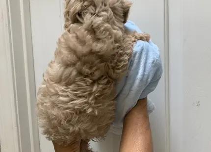 Cockapoos puppy for sale: Fluffy light brown Cockapoo puppy being held against a door