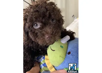 a maltipoo dog holding a stuffed animal