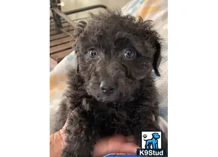 a person holding a maltipoo dog