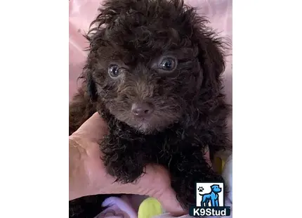 a person holding a maltipoo dog