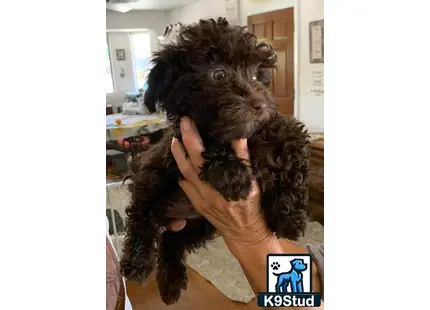 a person holding a maltipoo dog